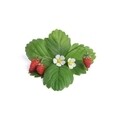 Set 4 pachete de seminte Lingots de capsuni salbatice + perie polenizare, Veritable
