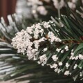 Brad artificial Christmas Deluxe by Sersimo, Crystal nins cu merisoare, 2D, 150cm