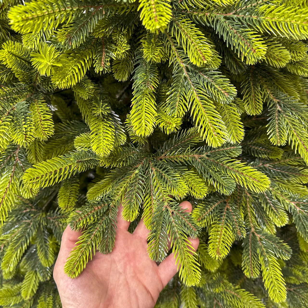 Brad artificial Christmas Deluxe by Sersimo, Polar Spring Select, integral 3D, 230 cm