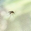 Plasa impotriva insectelor pentru fereastra, Window Screen, InnnovaGoods, fixare adeziva, 120x100 cm, alb