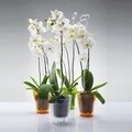Ghiveci orhidee Vulcano 13 cm, roz transparent