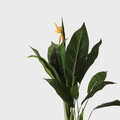 Planta artificiala Ailia, Homla, 13x15 cm / 100 cm, plastic, verde