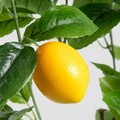 Planta artificiala cu lamai Citrus, Homla, 11x75 cm, plastic, multicolor