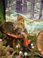 Decoratiune Girl Fairy, Decoris, 24x7x41 cm, poliester, multicolor