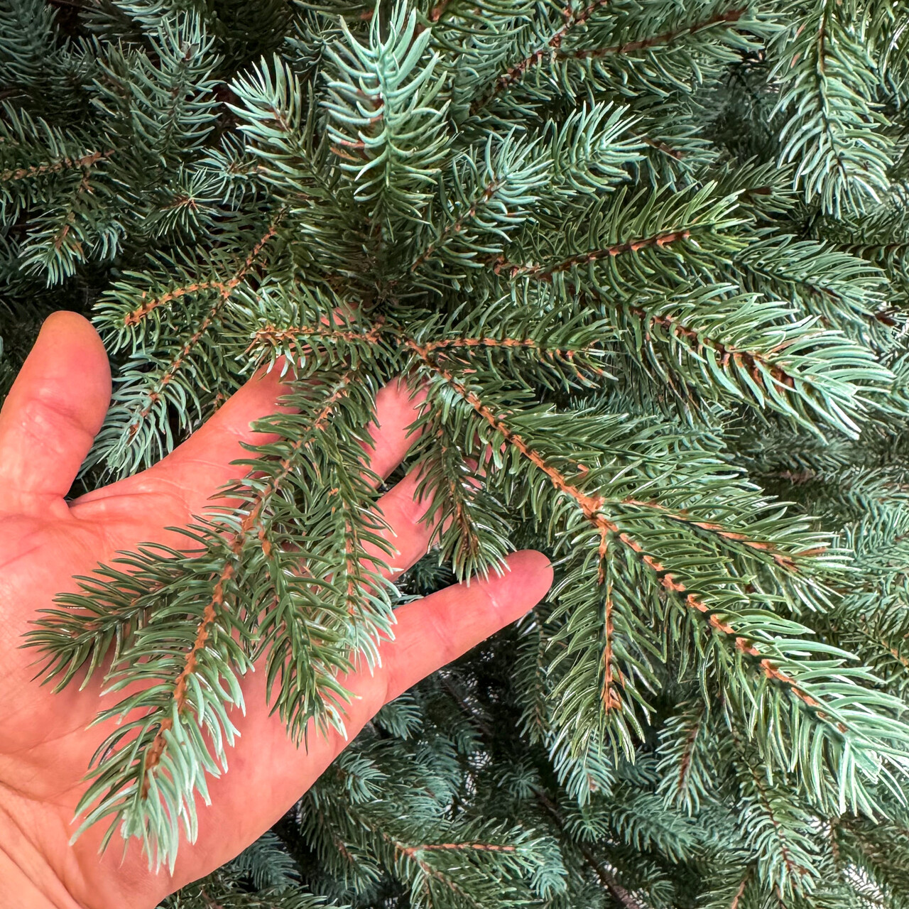 Brad artificial Sersimo, Hollandia, verde cu varfuri argintii, Integral 3D, 180 cm