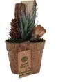 Planta decorativa in ghiveci Aloe