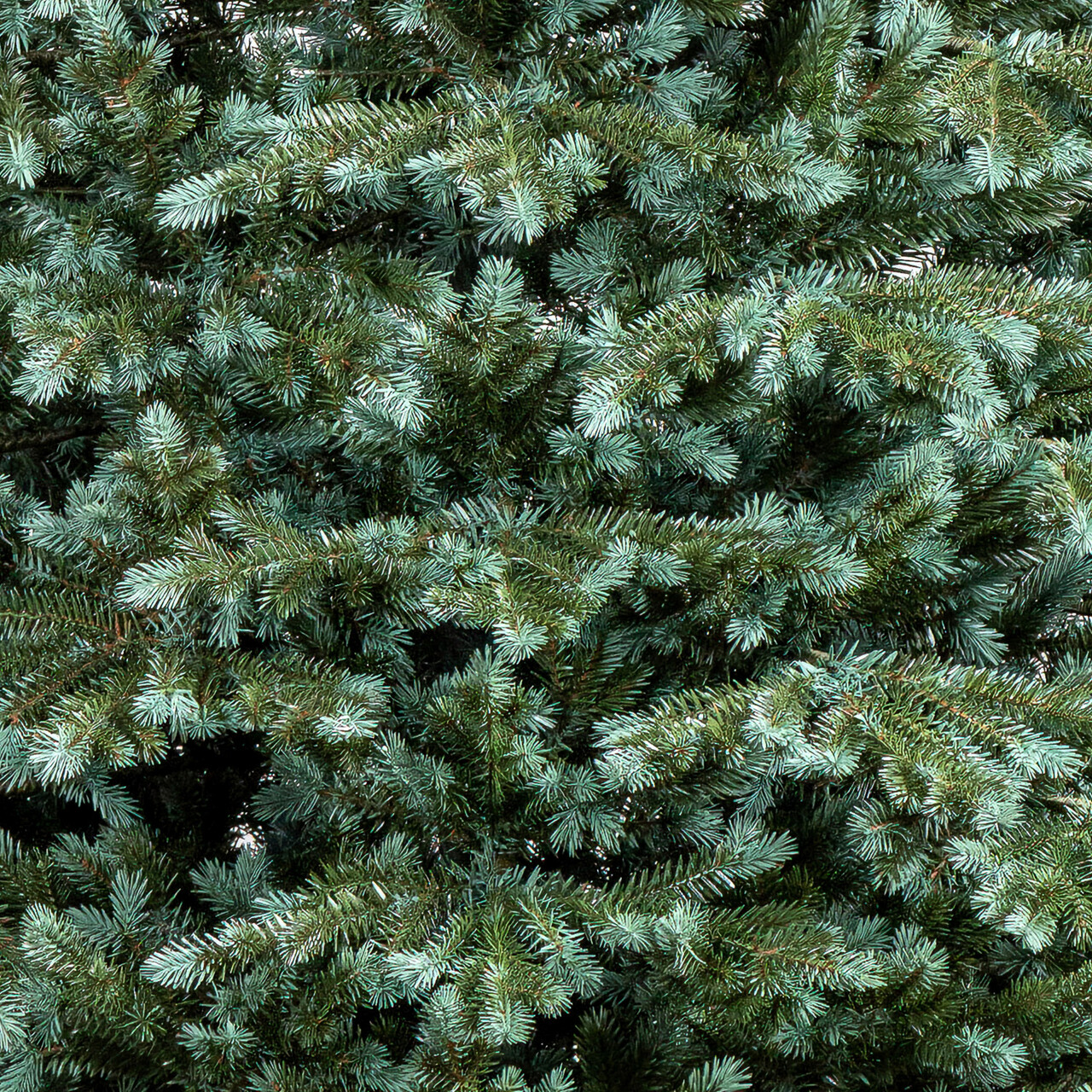 Brad artificial Christmas Deluxe by Sersimo, Alaska Select verde argintiu, integral 3D, 230 cm — imaginea 22