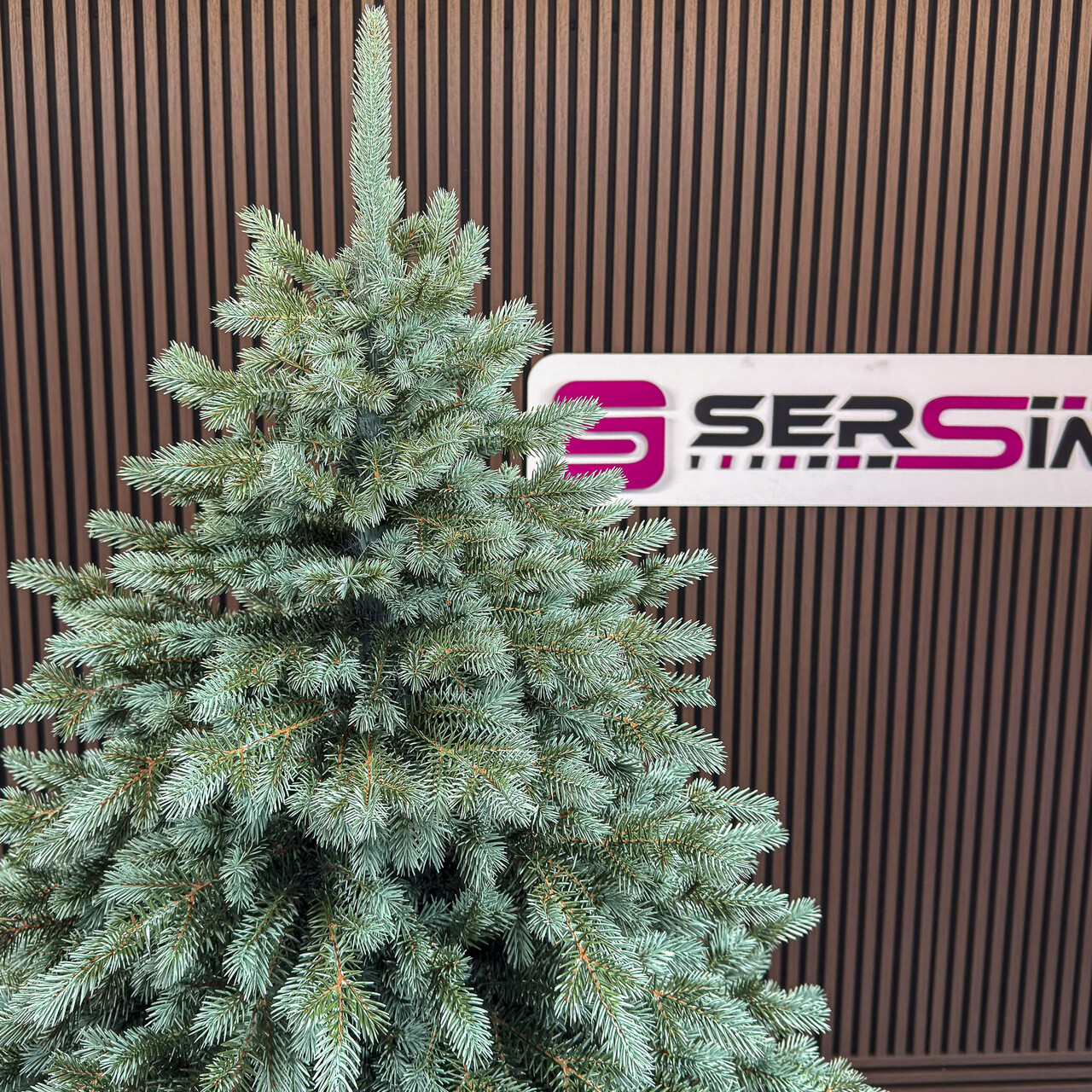 Brad artificial Christmas Deluxe by Sersimo, Alaska Select verde argintiu, integral 3D, 250 cm - view 6
