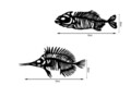 Decoratiune de perete, Fishes 2, Metal, 35 x 20 cm, 2 piese, Negru