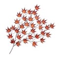 Decoratiune de perete, Acer Palmatum, Metal, Dimensiune: 85 x 115 x 4 cm, Multicolor