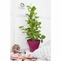 Ghiveci Twister 13 cm, plastic, bej