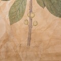Decoratiune de perete Branch, Creaciones Meng, 44x73 cm, canvas/lemn de brad chinezesc