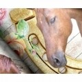 Lenjerie de pat pentru o persoana, Lovely Horse Pink, Royal Textile,  100% bumbac