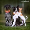 Guler cu led pentru animale de companie, InnovaGoods, Petlux