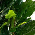 Planta artificiala smochin Tropical Zone, Homla, 15x13 cm / 100 cm, plastic, verde