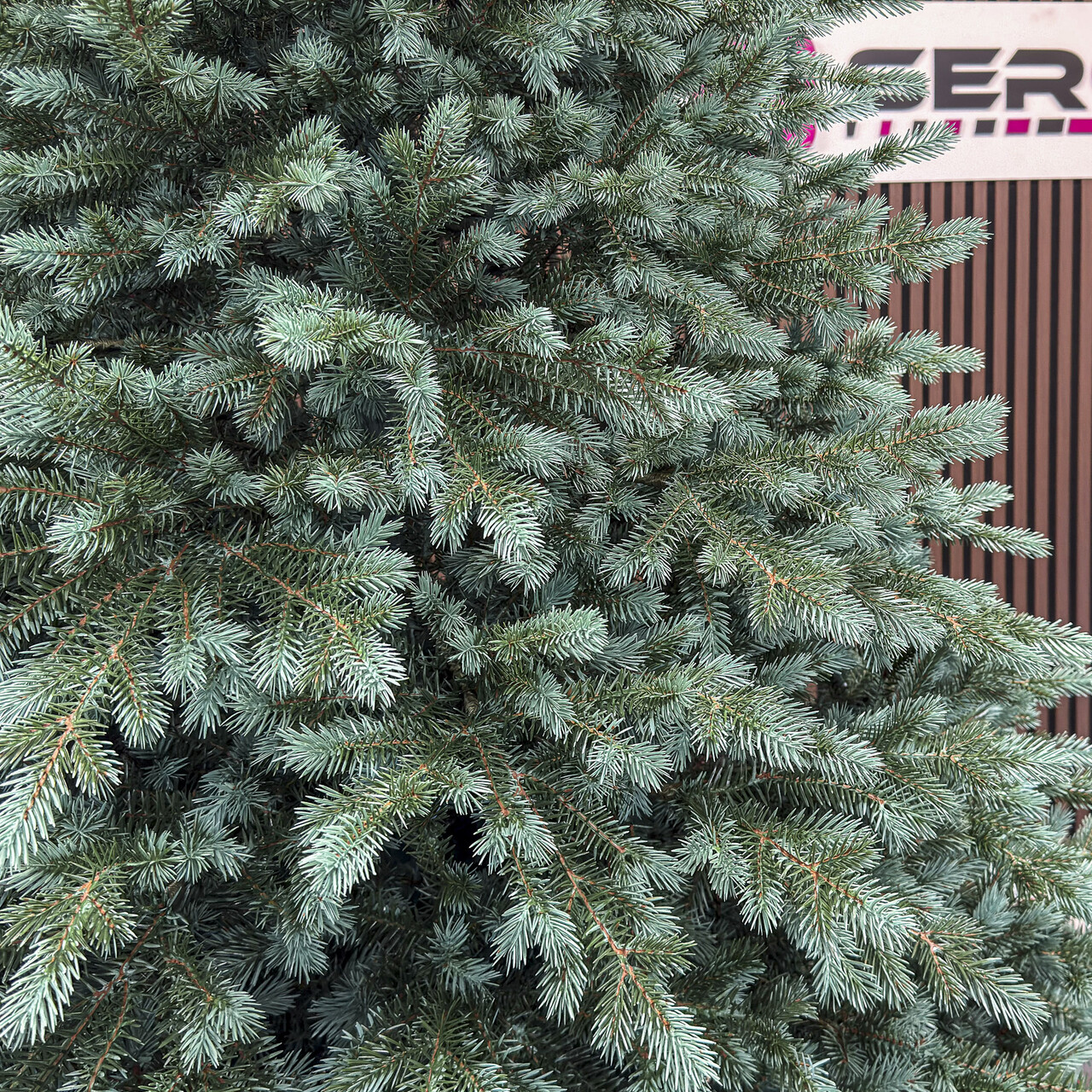Brad artificial Christmas Deluxe by Sersimo, Alaska Select verde argintiu, integral 3D, 250 cm - view 2