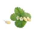 Set 4 pachete de seminte Lingots de capsuni salbatice + perie polenizare, Veritable