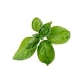 Pachet cu seminte Lingot busuioc dulce, Veritable