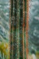 Tablou decorativ Cactus -H, Mauro Ferretti, 60x90 cm, canvas/lemn de pin/plastic, multicolor