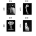 Set 4 tablouri decorative, Elephant Set, PAL, Hartie, Multicolor