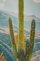 Tablou decorativ Cactus -W, Mauro Ferretti, 60x90 cm, canvas/lemn de pin/plastic, multicolor