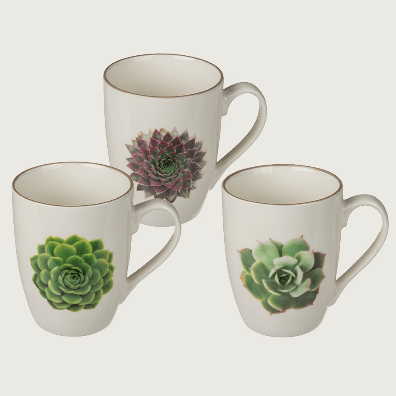 Set 3 Cani Succulents