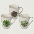 Set 3 cani Succulents