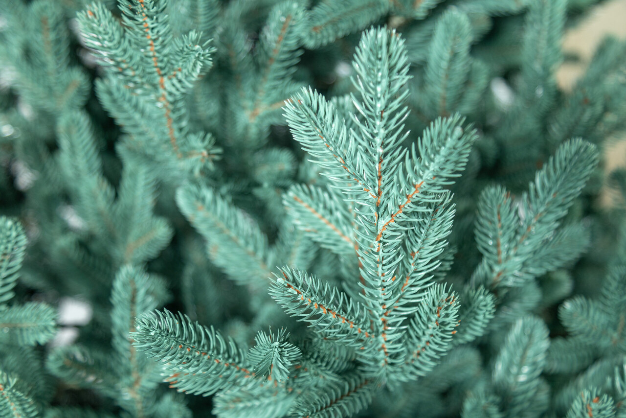 Brad artificial Christmas Deluxe by Sersimo, Viena Select argintiu, integral 3D, 210cm — imaginea 24