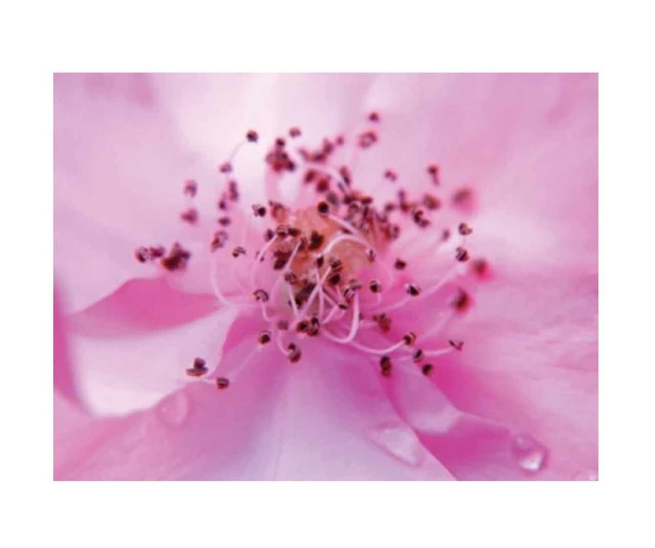 Odorizant spray pentru ambient si tesaturi, Secret, 500ml, Spring Air