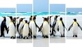 Set 5 tablouri decorative Penguins, Homemania, lemn de pin/poliester