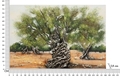 Tablou decorativ Olive Oil Painting -H, Mauro Ferretti, 120x80 cm, canvas/lemn de pin, multicolor