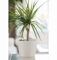 Ghiveci Sahara 13 cm, antracit