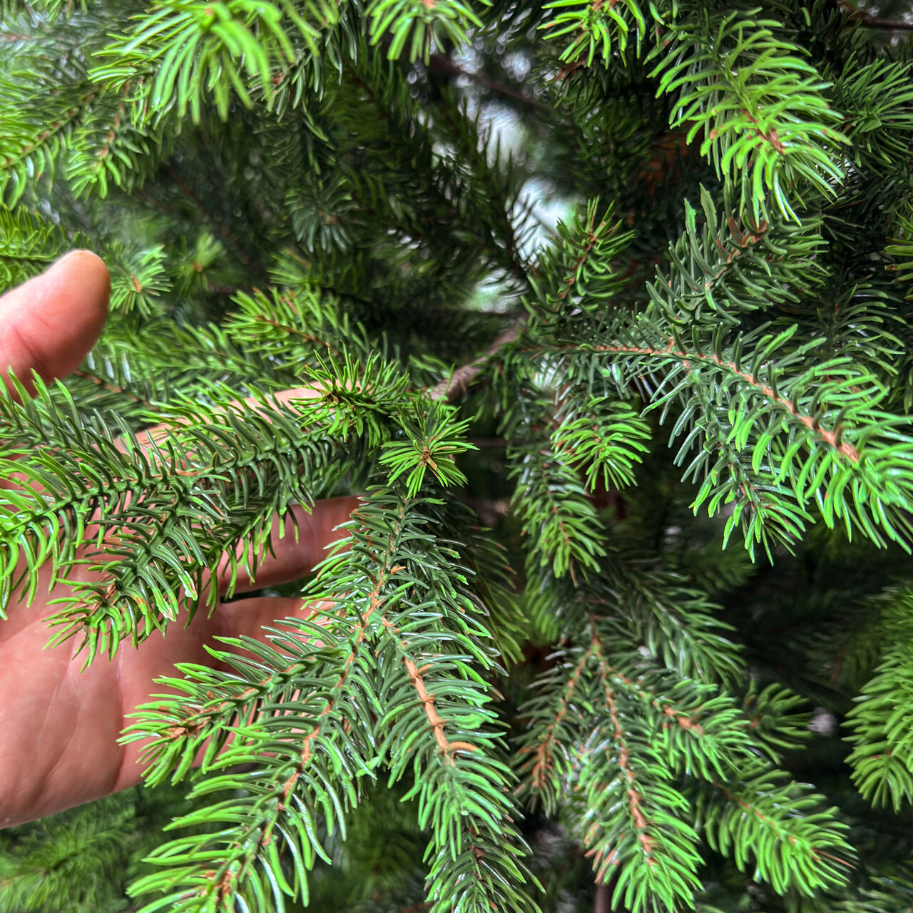 Brad artificial Sersimo, Hollandia, verde cu varfuri verzi, Integral 3D, 210 cm