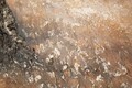 Tablou decorativ Olive Oil Painting -C, Mauro Ferretti, 120x80 cm, canvas/lemn de pin, multicolor