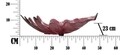 Bol decorativ, Leaf Red, Mauro Ferretti, 46x24x13 cm, sticla reciclata
