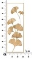 Decoratiune de perete 3D Lexy, Mauro Ferretti, 31x4x89.5 cm, fier