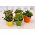 Ghiveci Twister 13 cm, plastic, bej