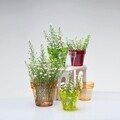 Ghiveci orhidee Vulcano 13 cm, roz transparent