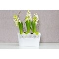 Jardiniera Koronka dantelata, plastic, 27x15x16 cm, alb