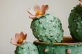 Tablou decorativ Cactus Jar -C, Mauro Ferretti, 40x40 cm, canvas/lemn de pin/plastic, multicolor