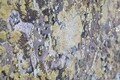 Tablou decorativ Super Tree -B, Mauro Ferretti, 180x60 cm, canvas pictat manual, multicolor