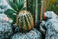 Tablou decorativ Cactus -H, Mauro Ferretti, 60x90 cm, canvas/lemn de pin/plastic, multicolor