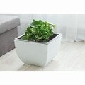 Ghiveci patrat Muna, 40cm, gri inchis/verde deschis