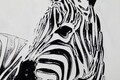 Tablou decorativ Zebra -B, Mauro Ferretti, 80x80 cm, canvas pictat manual