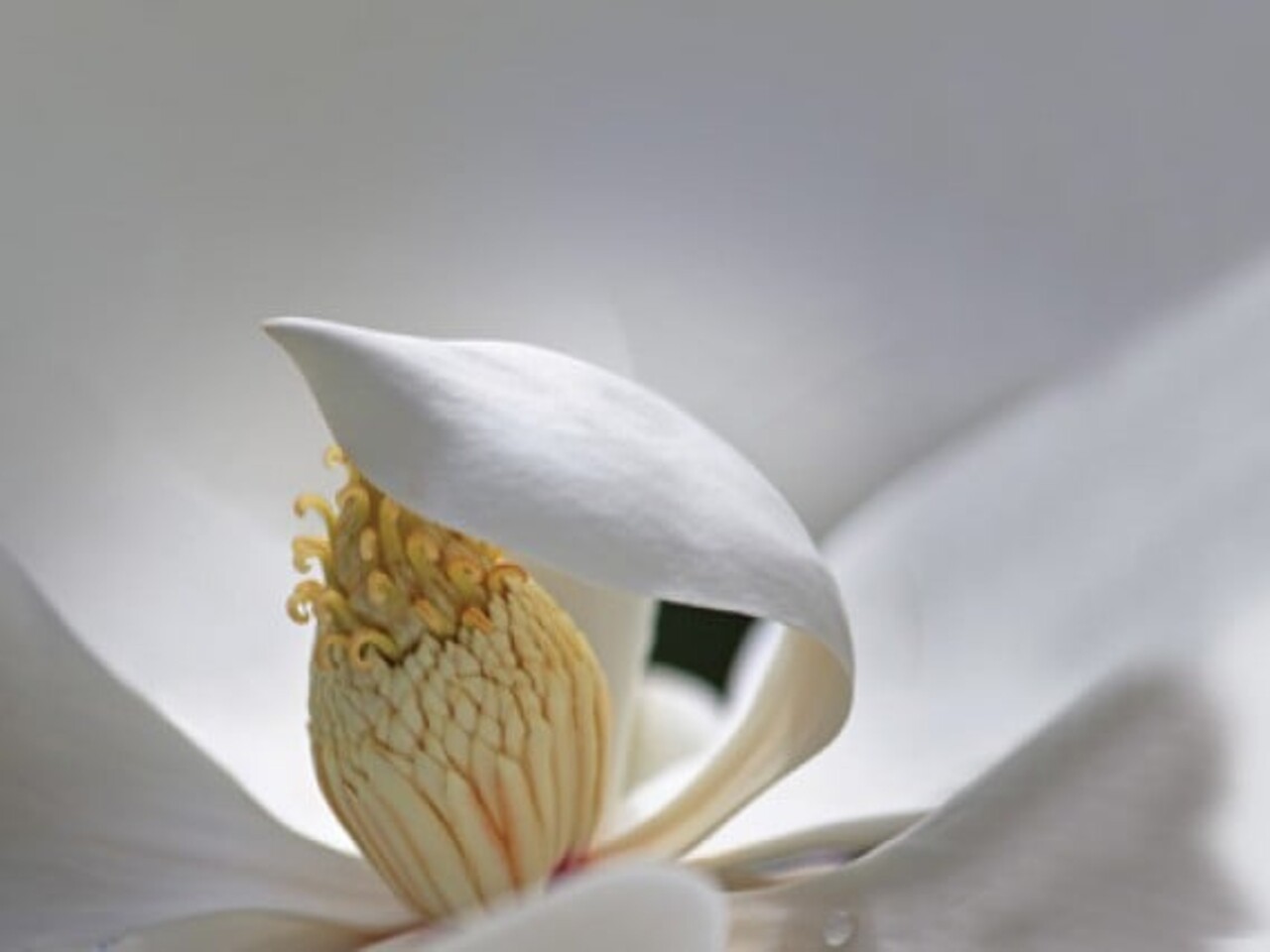 Rezerva odorizanta pentru camera Magnolia, Spring Air, 250 ml