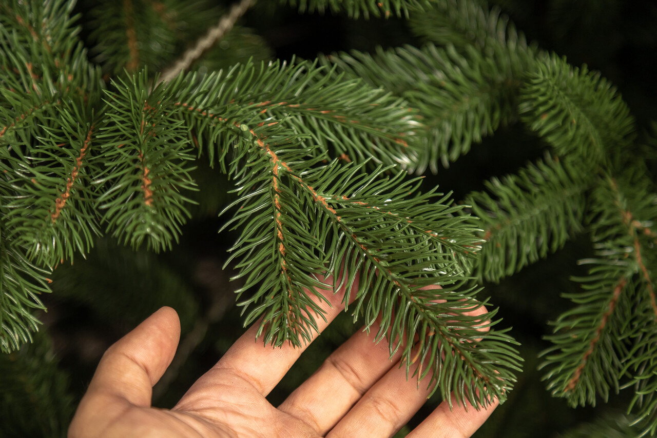 Brad artificial Christmas Deluxe by Sersimo, Kovalivka Select, integral 3D, 210cm