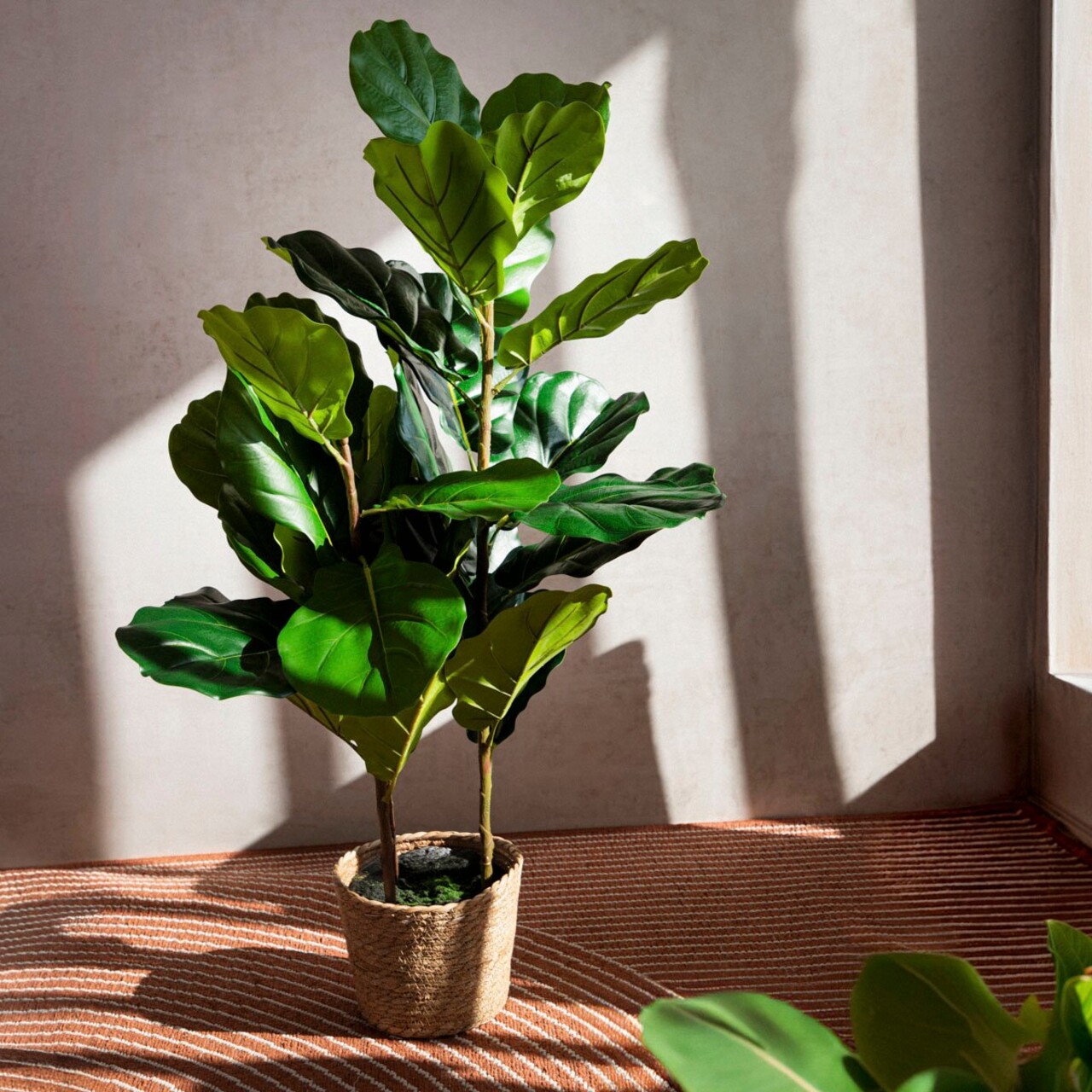 Planta artificiala smochin Tropical Zone, Homla, 15x13 cm / 100 cm, plastic, verde