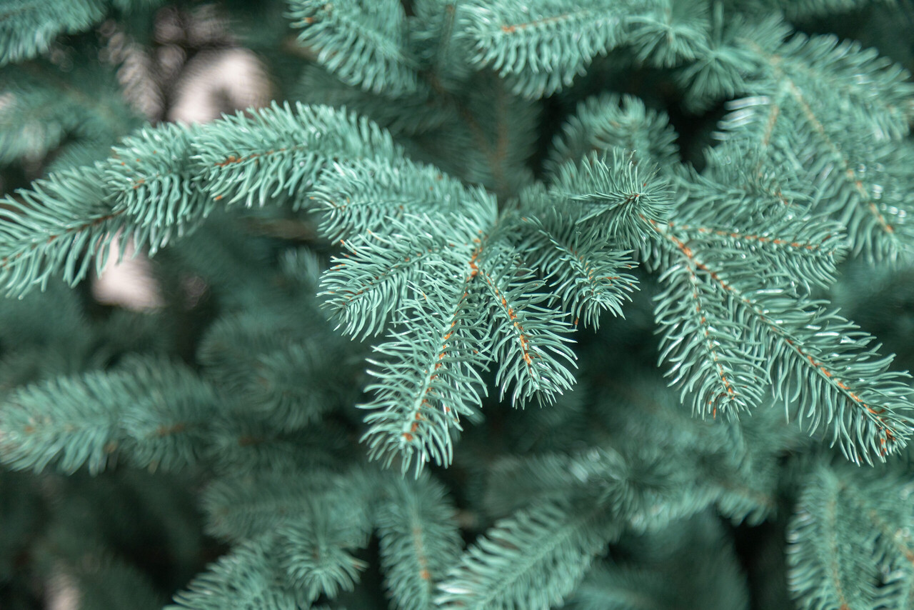 Brad artificial Christmas Deluxe by Sersimo, Kovalivka Select argintiu, integral 3D, 210 cm — imaginea 24