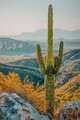 Tablou decorativ Cactus -W, Mauro Ferretti, 60x90 cm, canvas/lemn de pin/plastic, multicolor