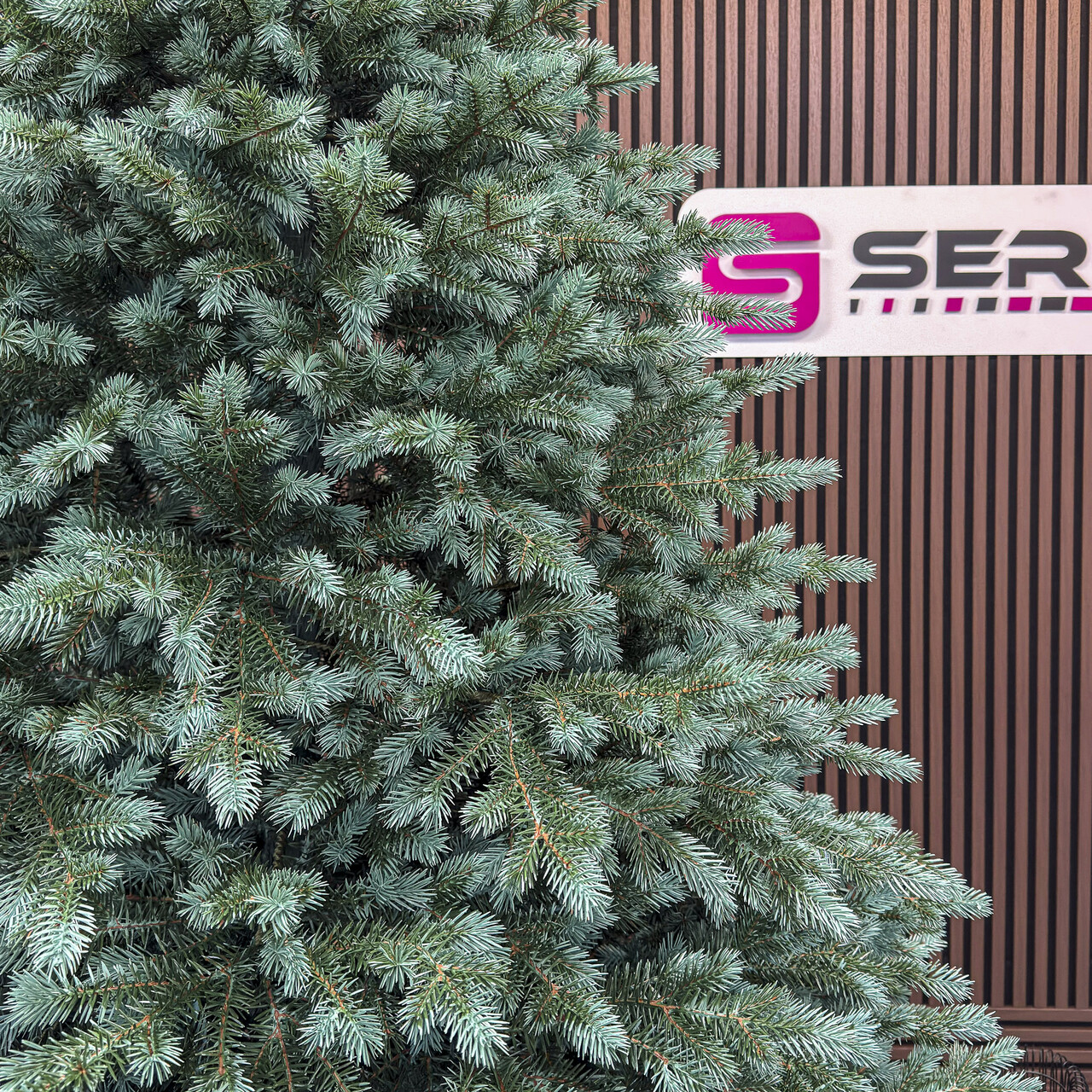 Brad artificial Christmas Deluxe by Sersimo, Alaska Select verde argintiu, integral 3D, 250 cm